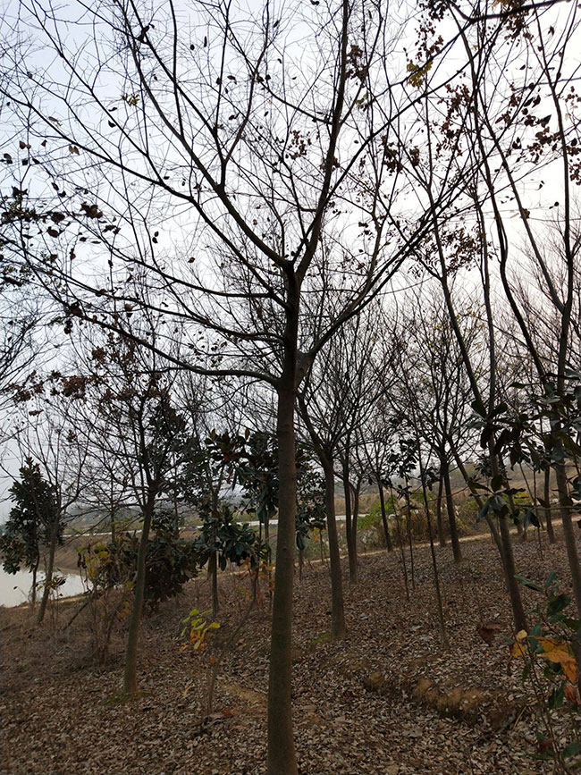 樸樹 樸樹