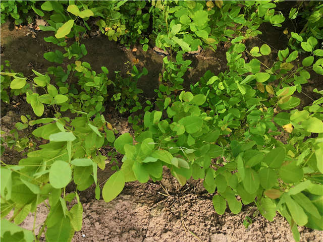 沭陽長景園林紫穗槐種植基地實拍圖片 沭陽長景園林紫穗槐種植基地實拍圖片