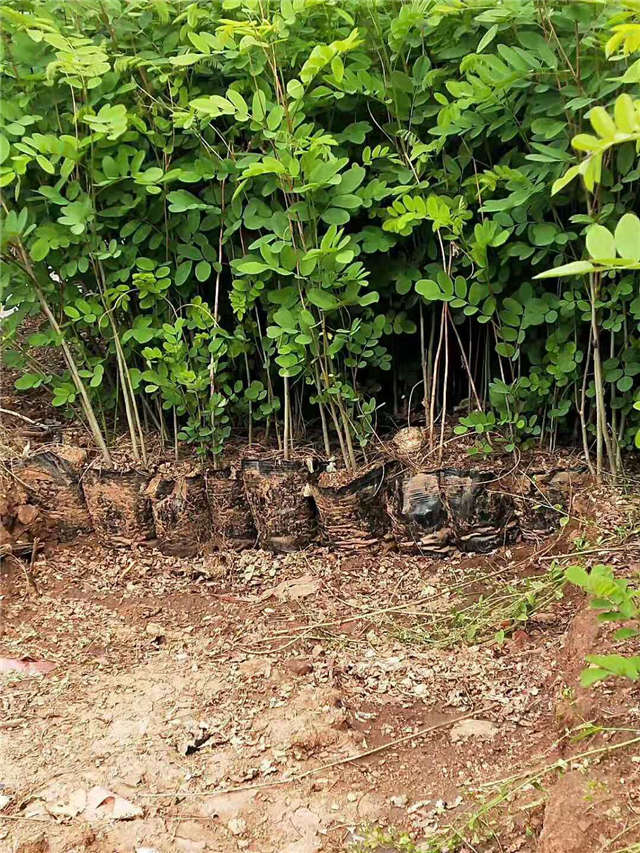 沭陽長景園林紫穗槐種植基地實拍圖片 沭陽長景園林紫穗槐種植基地實拍圖片