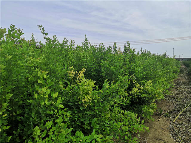 沭陽長景園林紫穗槐種植基地實拍圖片 沭陽長景園林紫穗槐種植基地實拍圖片