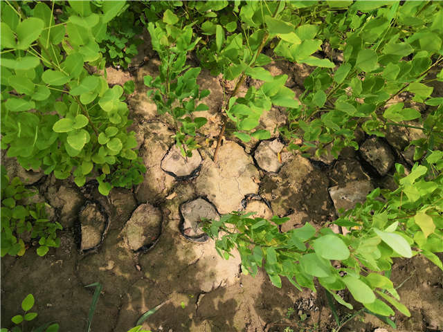 沭陽長景園林紫穗槐種植基地實拍圖片 沭陽長景園林紫穗槐種植基地實拍圖片