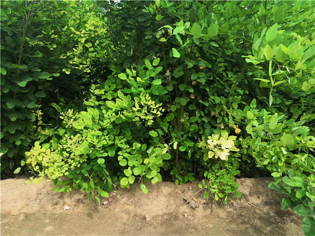 沭陽長景園林紫穗槐種植基地實拍圖片 沭陽長景園林紫穗槐種植基地實拍圖片