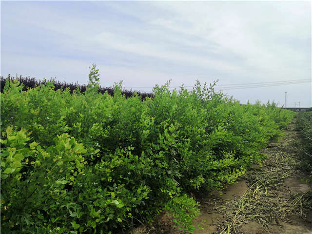 沭陽長景園林紫穗槐種植基地實拍圖片 沭陽長景園林紫穗槐種植基地實拍圖片