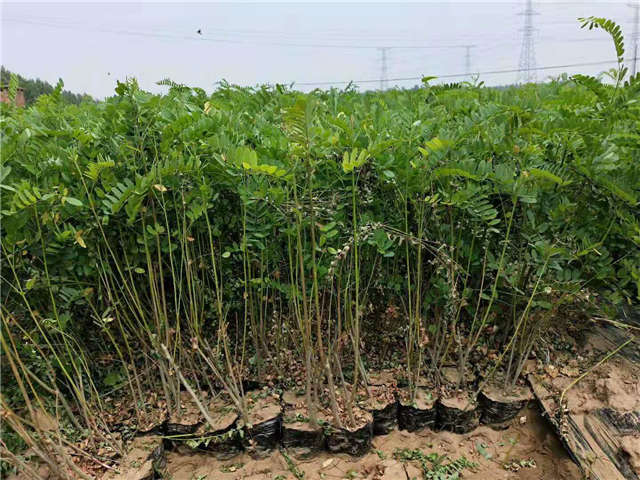 沭陽長景園林紫穗槐種植基地實拍圖片 沭陽長景園林紫穗槐種植基地實拍圖片
