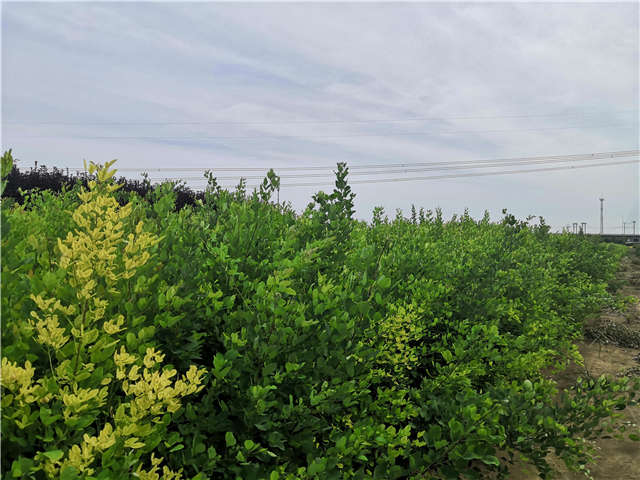 沭陽長景園林紫穗槐種植基地實拍圖片 沭陽長景園林紫穗槐種植基地實拍圖片