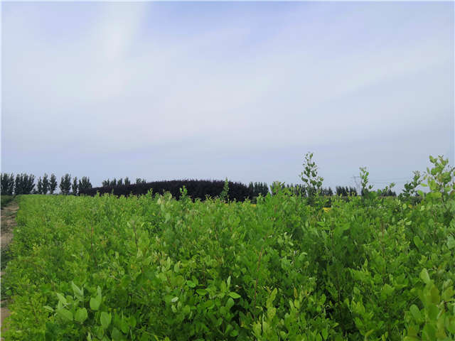 沭陽長景園林紫穗槐種植基地實拍圖片 沭陽長景園林紫穗槐種植基地實拍圖片