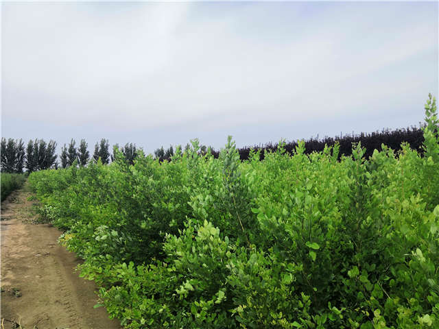 沭陽長景園林紫穗槐種植基地實拍圖片 沭陽長景園林紫穗槐種植基地實拍圖片