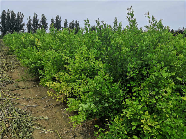 沭陽長景園林紫穗槐種植基地實拍圖片 沭陽長景園林紫穗槐種植基地實拍圖片