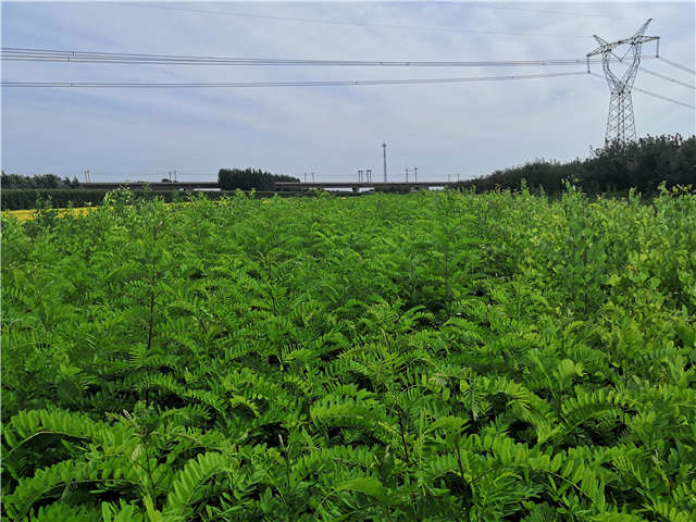 沭陽長景園林紫穗槐種植基地實拍圖片 沭陽長景園林紫穗槐種植基地實拍圖片