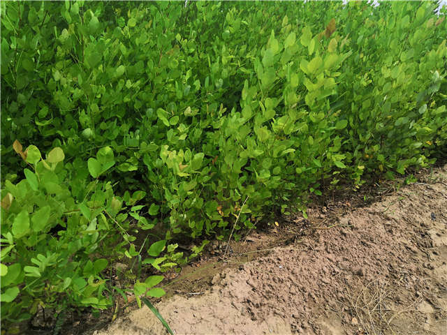 沭陽長景園林紫穗槐種植基地實拍圖片 沭陽長景園林紫穗槐種植基地實拍圖片