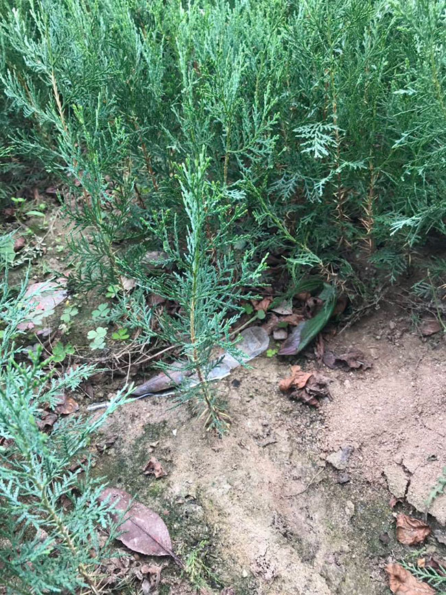 側柏苗種植間距多少?側柏苗種植方法 側柏苗種植間距多少?側柏苗種植方法
