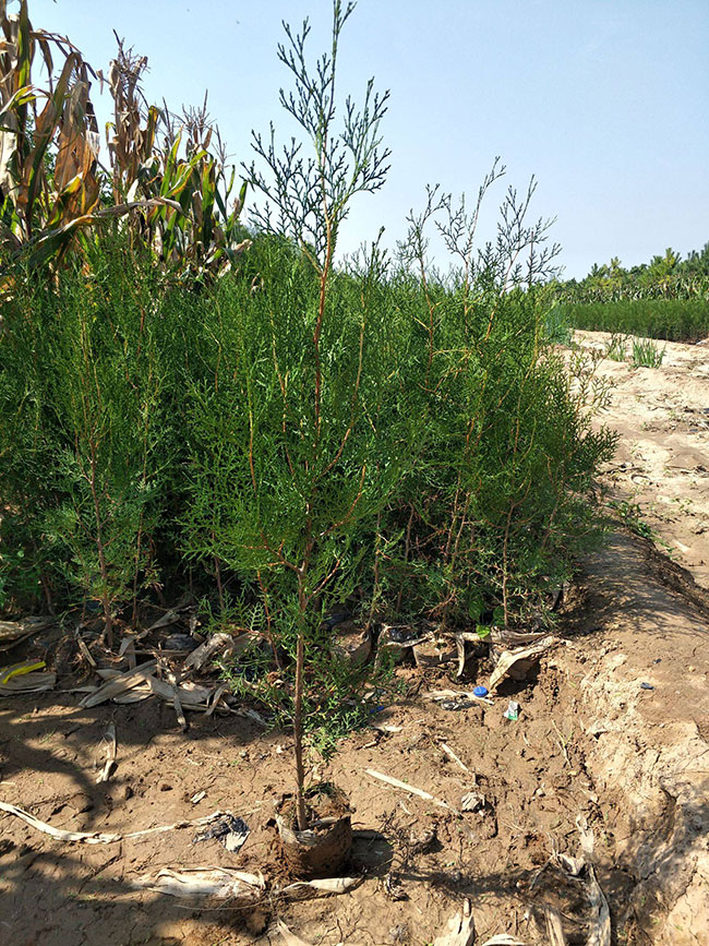 側柏苗種植間距多少?側柏苗種植方法 側柏苗種植間距多少?側柏苗種植方法