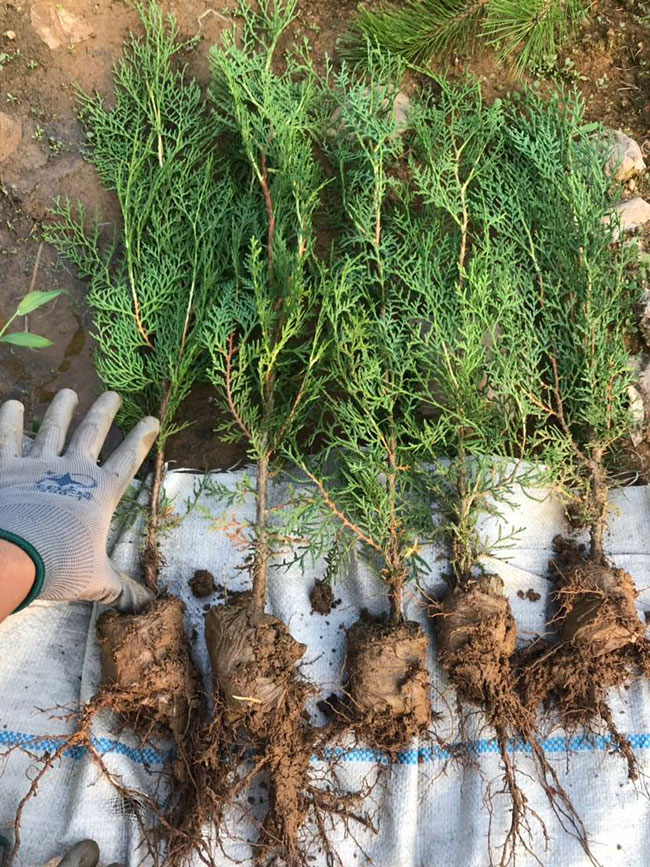側柏苗種植間距多少?側柏苗種植方法 側柏苗種植間距多少?側柏苗種植方法