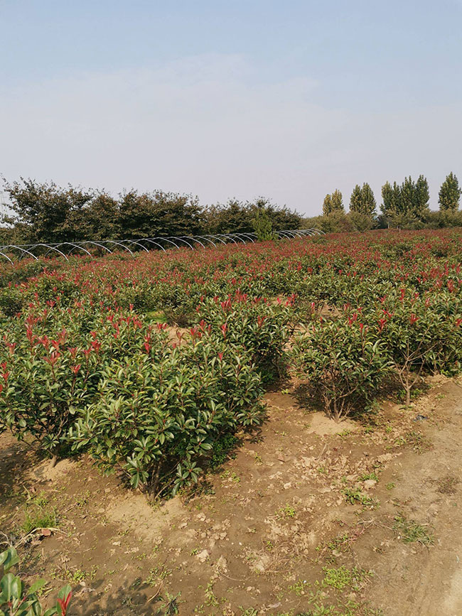 石楠樹價格 石楠樹價格