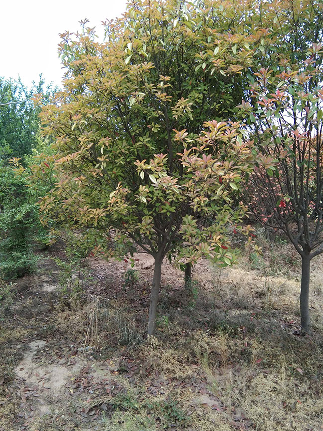 石楠樹價格 石楠樹價格