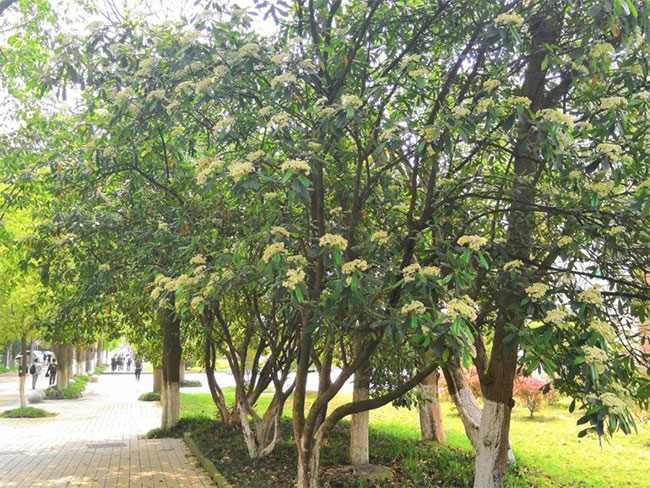 石楠花花期養護 石楠花花期養護