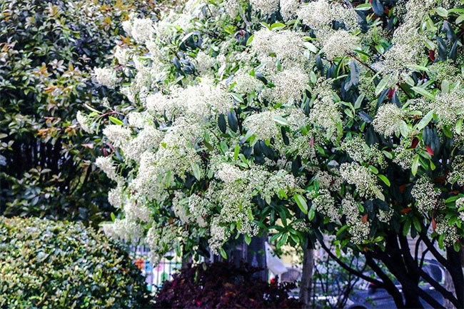 石楠花花期養護 石楠花花期養護