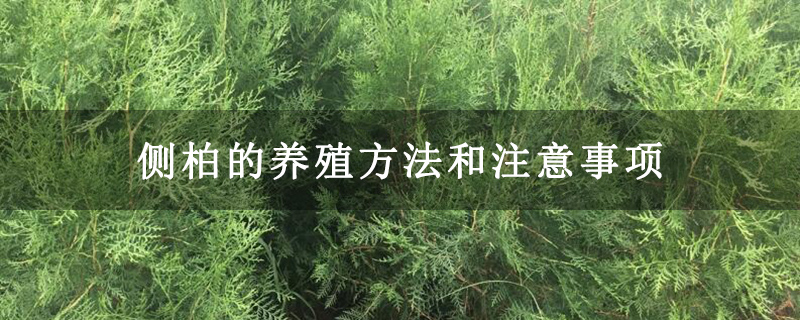 側柏的養殖方法和注意事項 側柏的養殖方法和注意事項