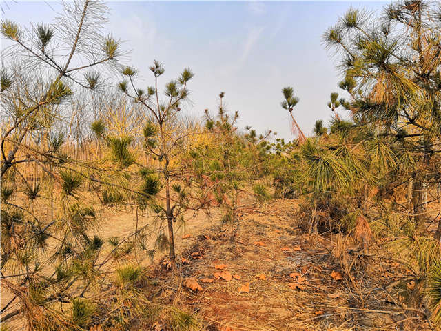 油松照片種植基地實拍 油松照片種植基地實拍