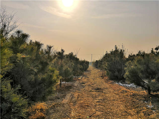 油松照片種植基地實拍 油松照片種植基地實拍