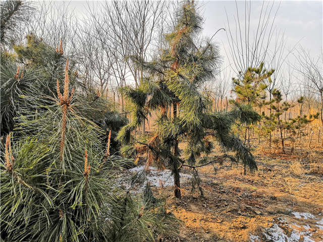 油松照片種植基地實拍 油松照片種植基地實拍