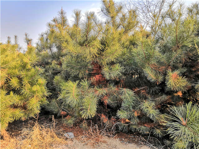 油松照片種植基地實拍 油松照片種植基地實拍