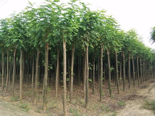 紅花刺槐苗種植基地 紅花刺槐苗種植基地