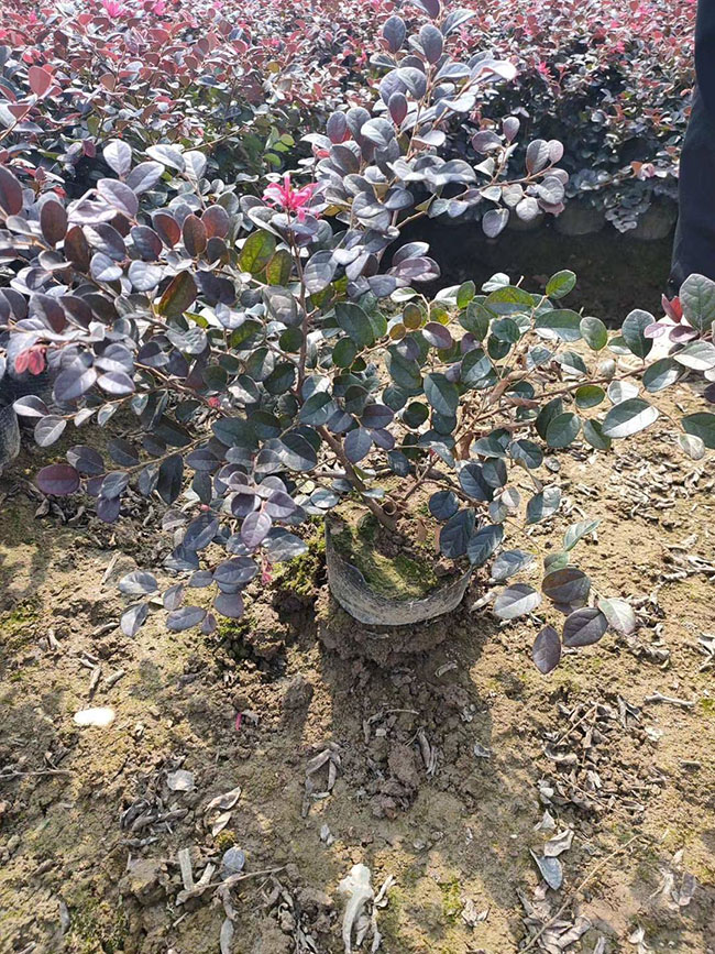 紅花繼木 紅花繼木
