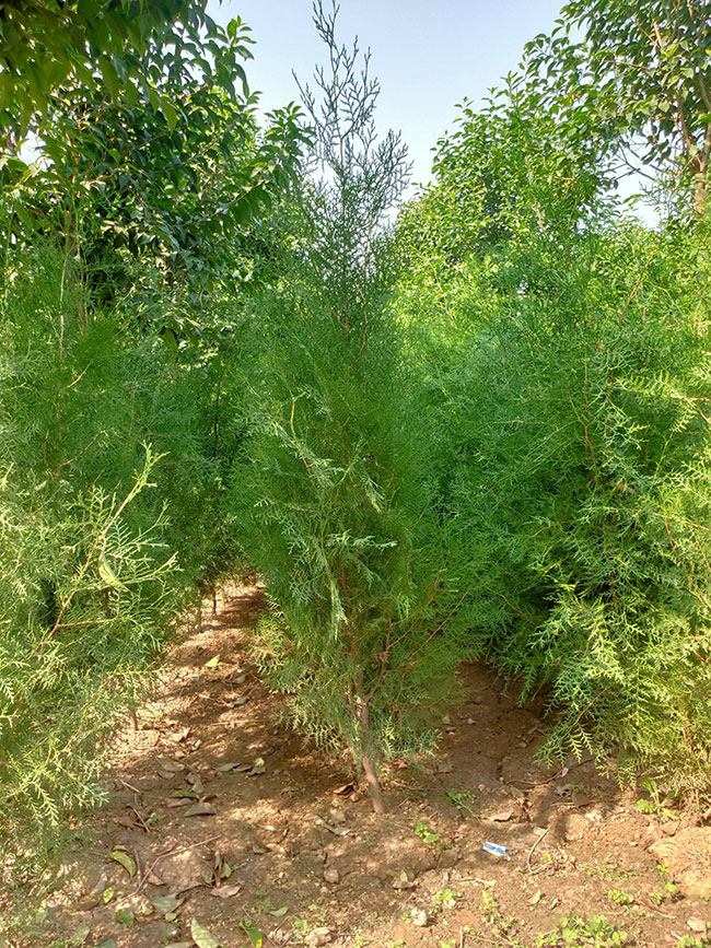 側柏 側柏