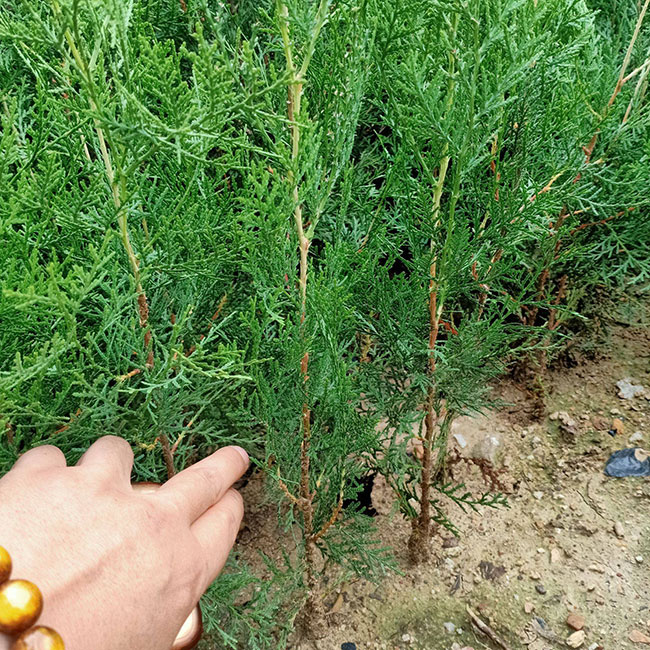 側柏 側柏