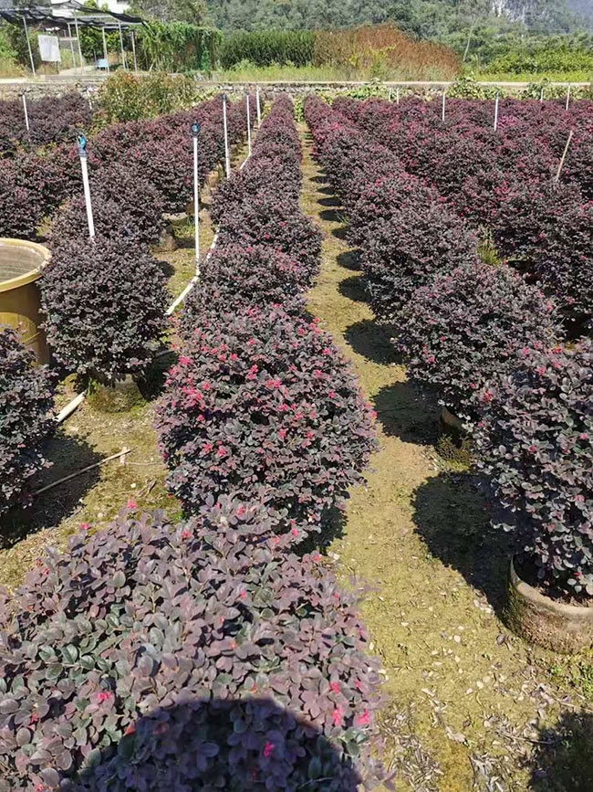紅花繼木多少錢一棵?2020年紅花繼木價格最新價格 紅花繼木多少錢一棵?2020年紅花繼木價格最新價格