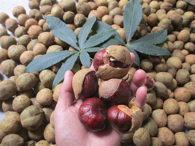 七葉樹果實有什么用?七葉樹果實功效與作用 七葉樹果實有什么用?七葉樹果實功效與作用