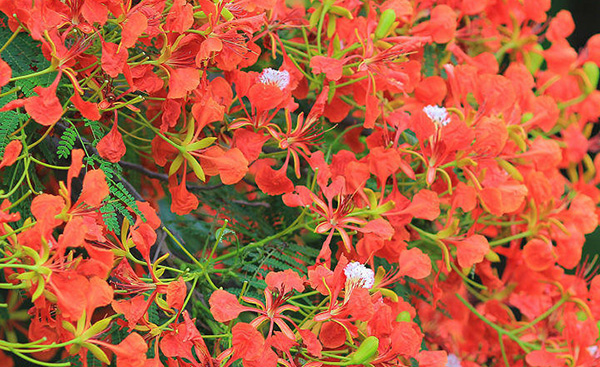 鳳凰木開花 鳳凰木開花