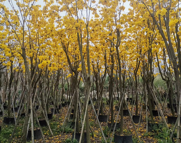 黃花風鈴木 黃花風鈴木