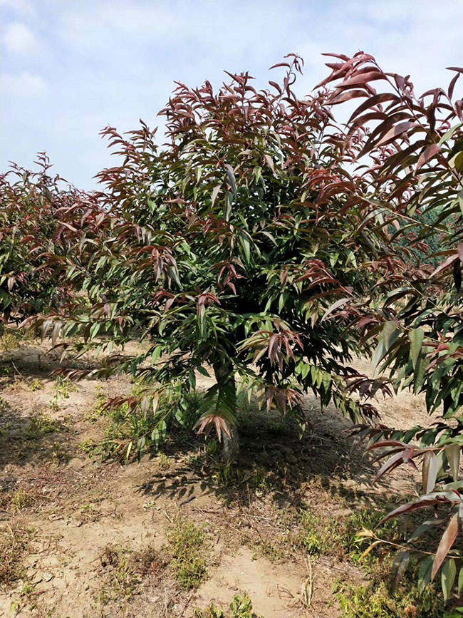紅葉碧桃如何種植?紅葉碧桃的栽植技術 紅葉碧桃如何種植?紅葉碧桃的栽植技術