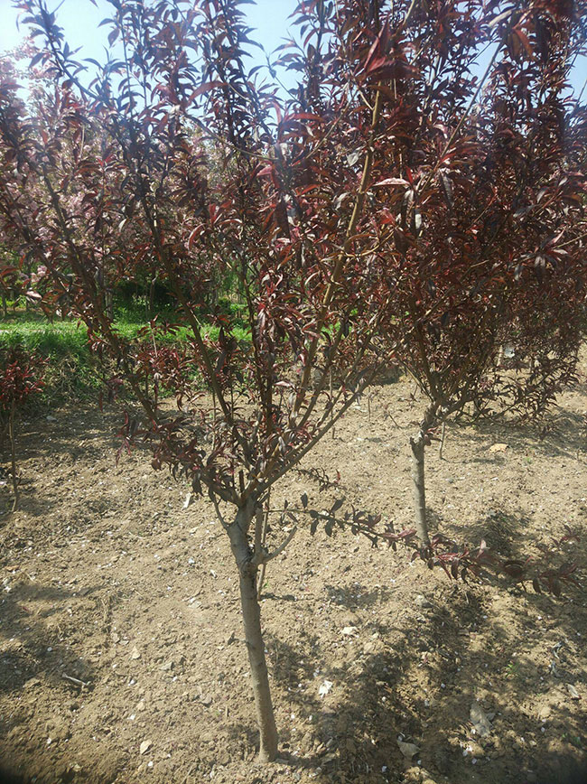 紅葉碧桃如何種植?紅葉碧桃的栽植技術 紅葉碧桃如何種植?紅葉碧桃的栽植技術
