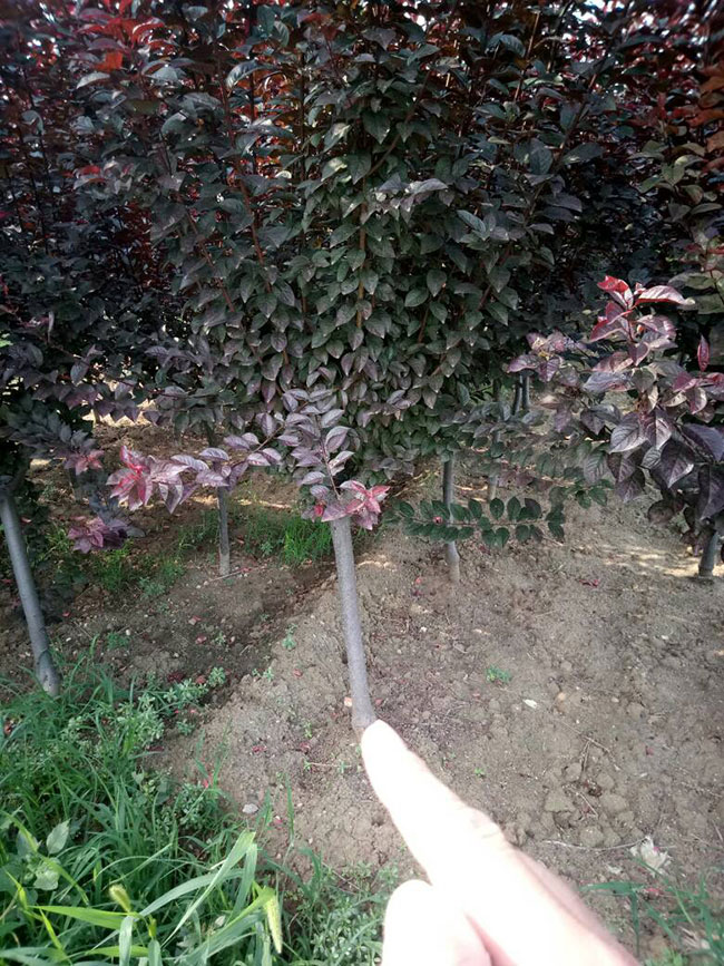 紅葉碧桃如何種植?紅葉碧桃的栽植技術 紅葉碧桃如何種植?紅葉碧桃的栽植技術