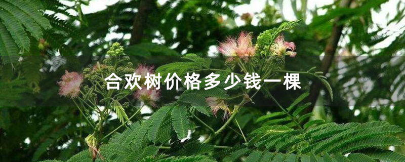 合歡樹價格多少錢一棵 合歡樹價格多少錢一棵