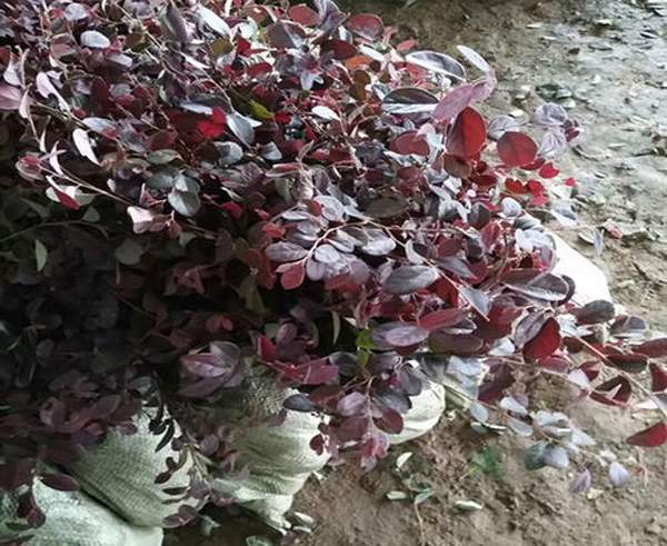 紅花繼木苗 紅花繼木苗