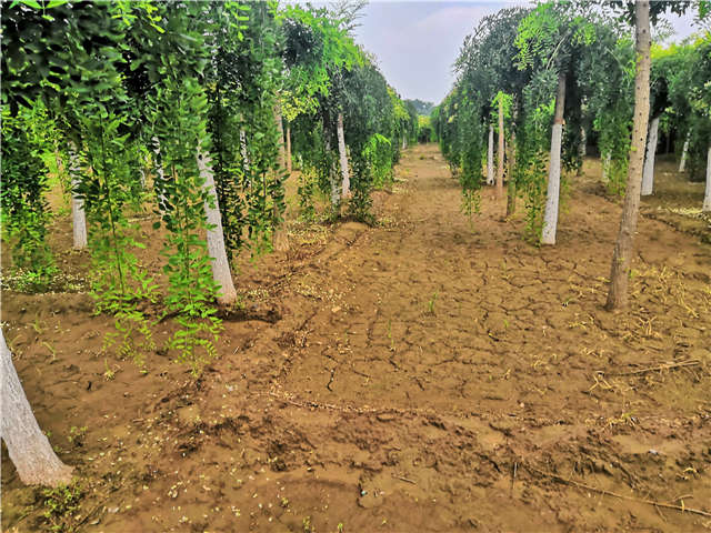 沭陽長景園林龍爪槐種植基地實拍圖片 沭陽長景園林龍爪槐種植基地實拍圖片