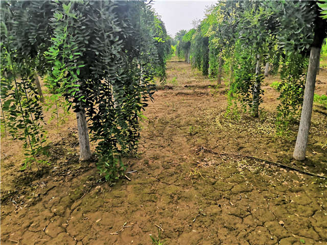 沭陽長景園林龍爪槐種植基地實拍圖片 沭陽長景園林龍爪槐種植基地實拍圖片
