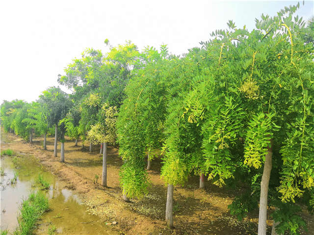 沭陽長景園林龍爪槐種植基地實拍圖片 沭陽長景園林龍爪槐種植基地實拍圖片