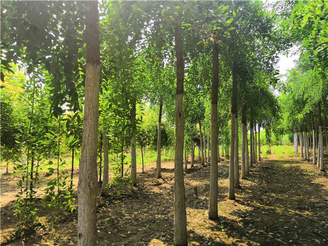 沭陽長景園林龍爪槐種植基地實拍圖片 沭陽長景園林龍爪槐種植基地實拍圖片