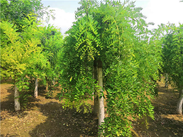 沭陽長景園林龍爪槐種植基地實拍圖片 沭陽長景園林龍爪槐種植基地實拍圖片
