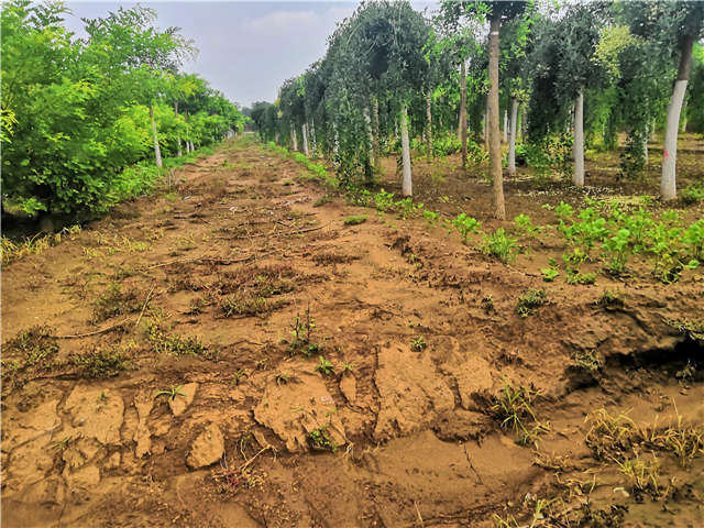 沭陽長景園林龍爪槐種植基地實拍圖片 沭陽長景園林龍爪槐種植基地實拍圖片