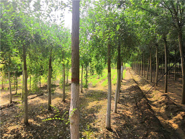 沭陽長景園林龍爪槐種植基地實拍圖片 沭陽長景園林龍爪槐種植基地實拍圖片