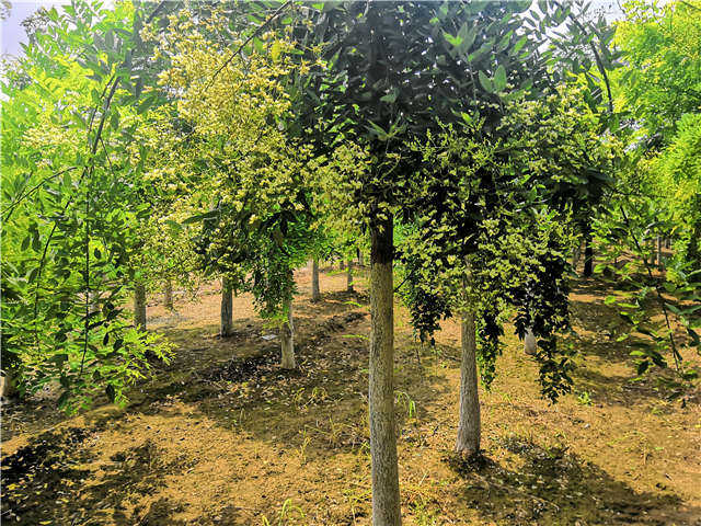 沭陽長景園林龍爪槐種植基地實拍圖片 沭陽長景園林龍爪槐種植基地實拍圖片