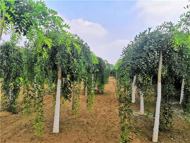 沭陽長景園林龍爪槐種植基地實拍圖片 沭陽長景園林龍爪槐種植基地實拍圖片
