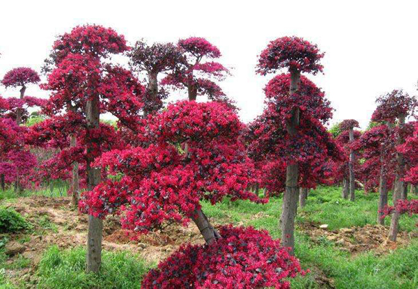 紅花繼木樁景 紅花繼木樁景