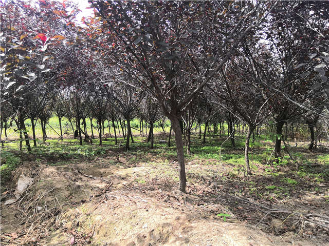 沭陽長景園林紫葉矮櫻種植基地實拍圖片 沭陽長景園林紫葉矮櫻種植基地實拍圖片
